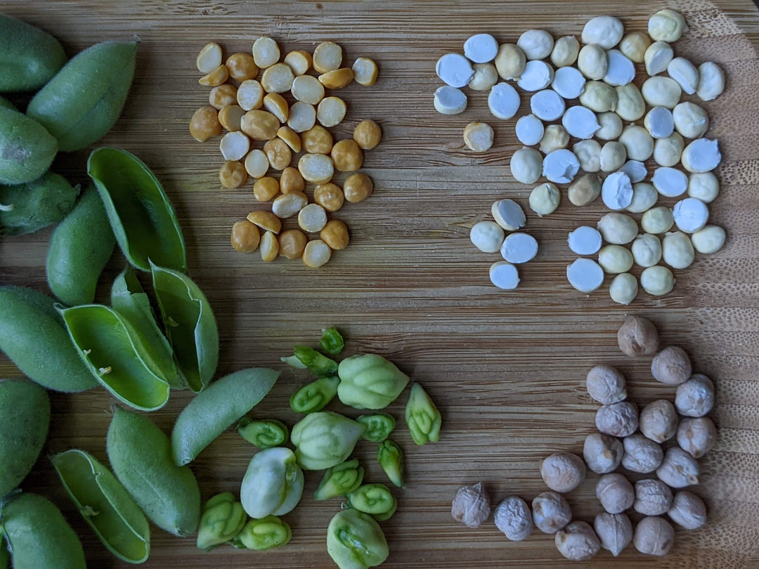 Lentils and Pulses - a journey from seed to pantry!