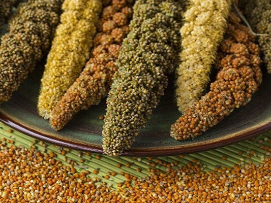 Introducing millets: the grains before history
