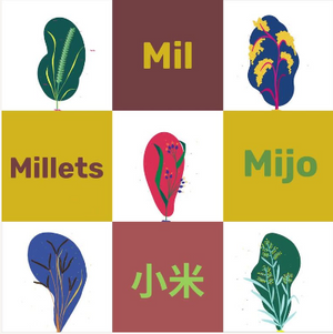 2023: UN declares as international year of millet