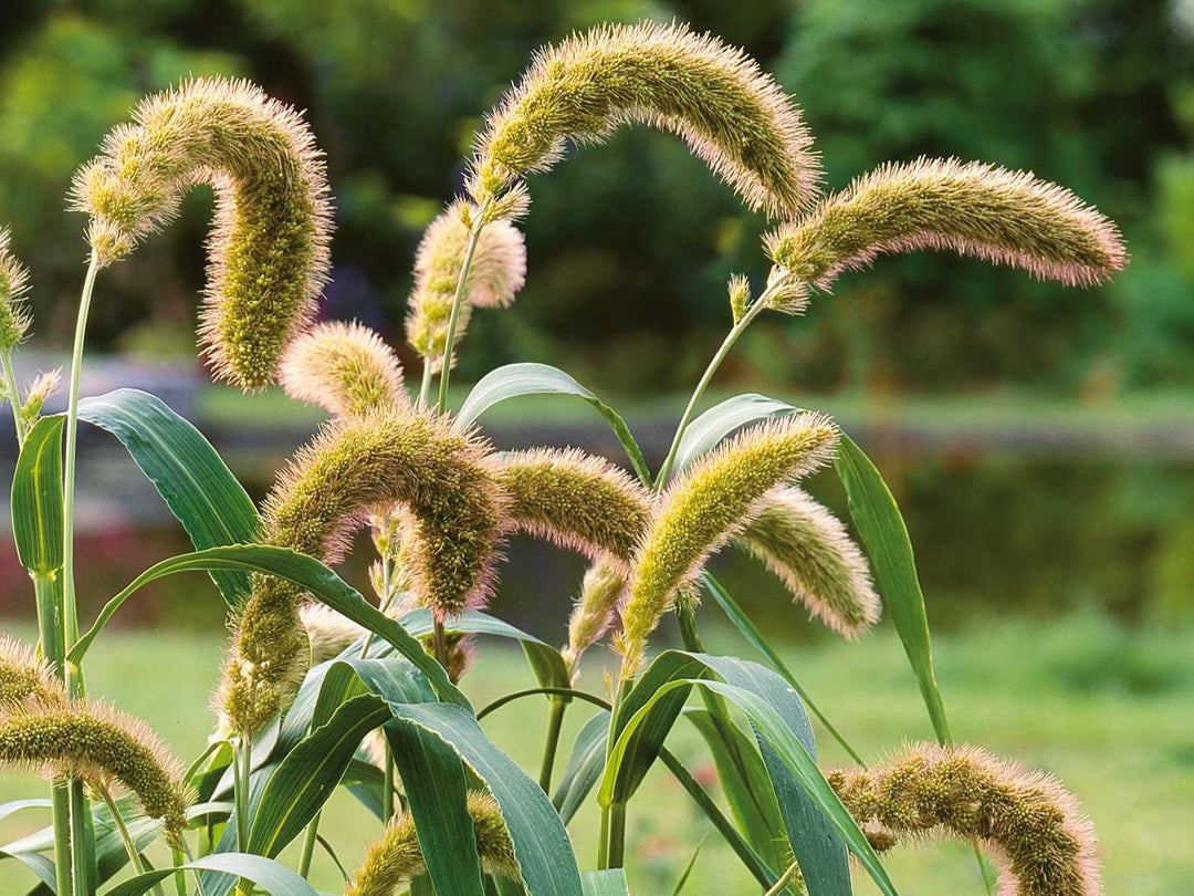 On millet nutrition