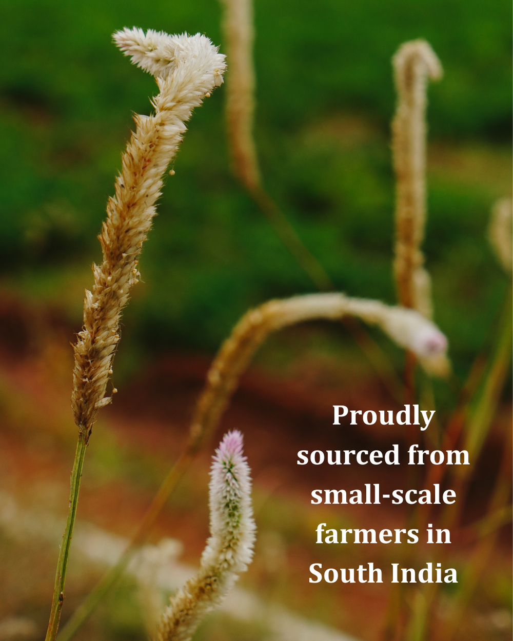 the ARICI heritage rice bundle