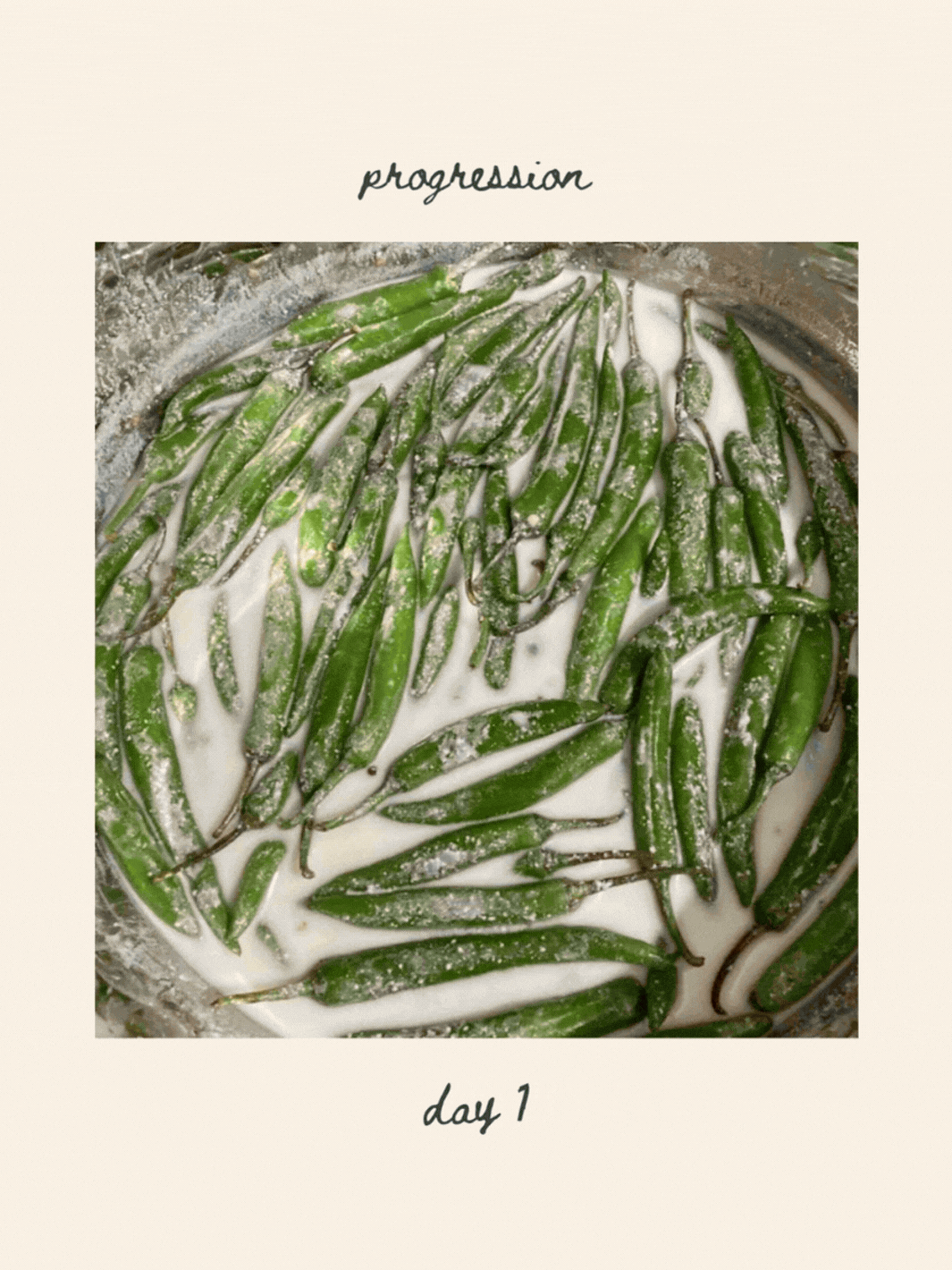 Sun-dried Curd Chilies