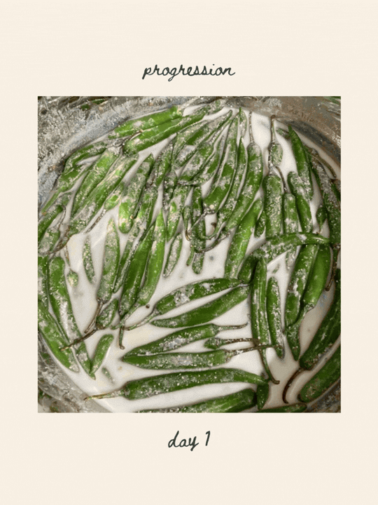 Sun-dried Curd Chilies