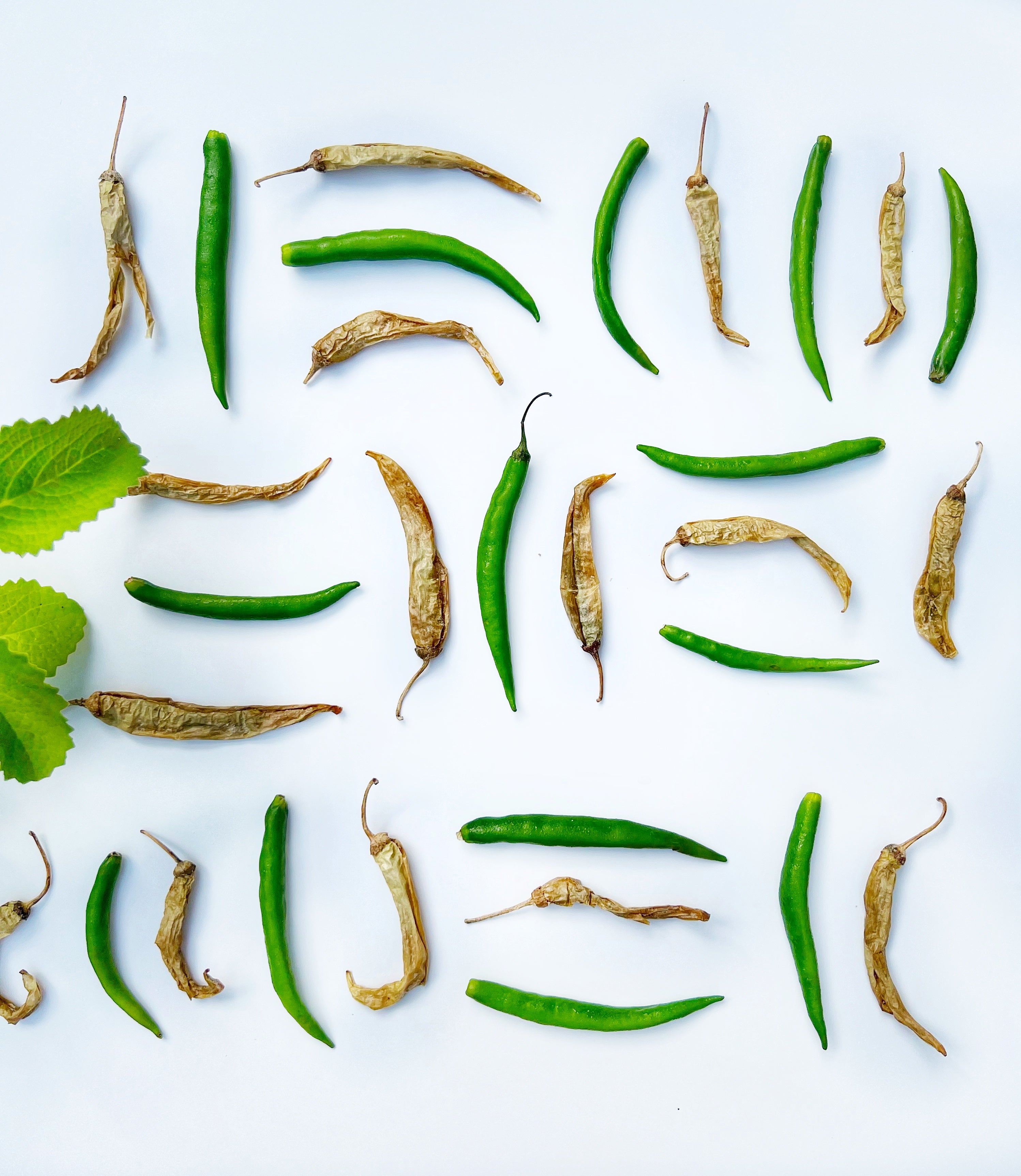 Sun-dried Curd Chilies