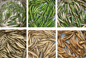 ltd microlot PRE-ORDER: CURD CHILLIES (28g / 1 oz)